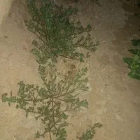 سبزی خورفه