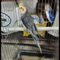 مرغ وخروس