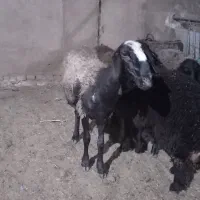 میش و بره