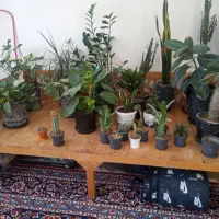 تخت چوبی