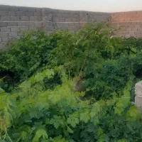 باغ-1000-متری