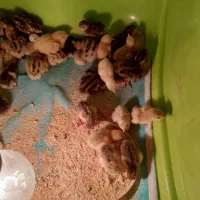 اگه ی چیزی میخای که تو این روزا سر بچها گرم باشه