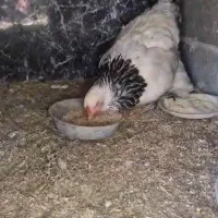 مرغ و خروس برهما