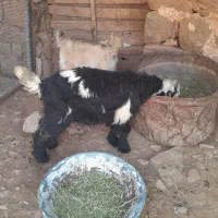 دوتا بیگ هم برا داشت هم برا کُشت دوتا ۱۴میلیون