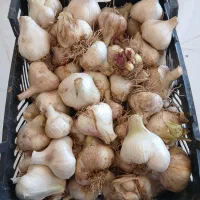 سیر تازه نیم خشک عمده