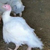 بوقلمون بیوتی سفید