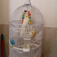 عروس هلندی