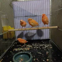 قناری جوجه 2ماه