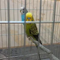 مرغ عشق فروشی