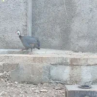 مرغ چینی نر
