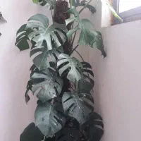 گل برگ انجیری ،سالم بزرگ ،یک متر بزرگ تر ،