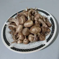 بذر زعفران