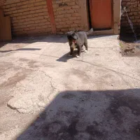 قدر جانی نر سه ماه