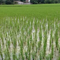 ویلا روستایی بهمراه زمین کشاورزی داخل طرح