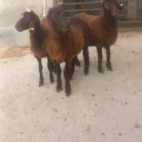 بره ماده هترو و همو