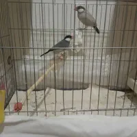 فنج نرگسی نرو ماده