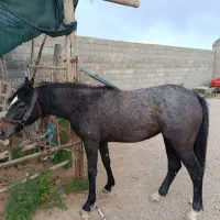 فروش کره مادیون