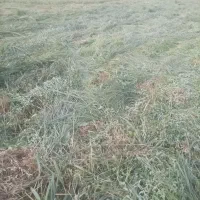 علف فروشی چین دوم