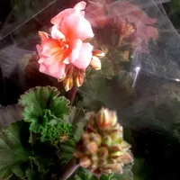گل شمعدانی / اژدر / عطر چای|گل و گیاه طبیعی|تهران, جهاد|دیوار