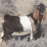 فروش تکه چاق نژاد اصیل پاکستانی