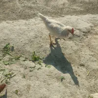 دوتا خروس