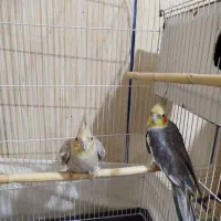 عروس هلندی