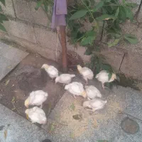 جوجه گوشتی