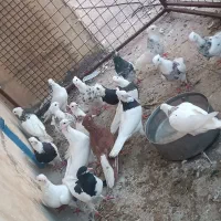 ۱۸ کبوتر فروش فوری