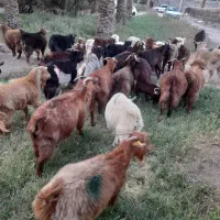 بز گیسه