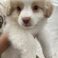 سگ خانگی پودل و اشمیست