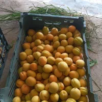 زردالو