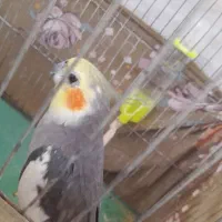 عروس هلندی طوسی