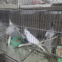 تعدادی عروس مولد به شرط و آوازه خوان