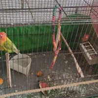 فروش پرنده