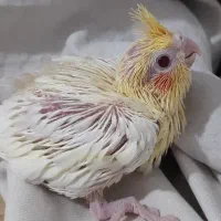 جوجه سرلاکی عروس هلندی