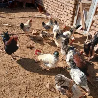 کفتر|موتورسیکلت|شادمهر, |دیوار