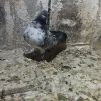 کبوتر سینه باز