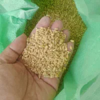 گندم فروشی دو تن درجه یک