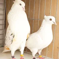 کفتر ۲۰ تا نرو ماده جواب داده جنس