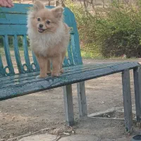 سگ پامر سایز صفر
