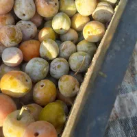 الو کبرایی