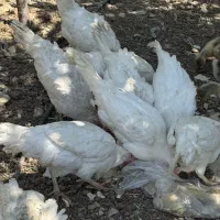 مرغ تخم گذار