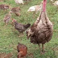 جوجه بوقلمون یکماهه و ۴۰روزه