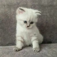 بچه گربه بریتیش سیلور