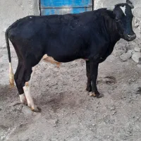 گاو نر