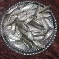 میگو