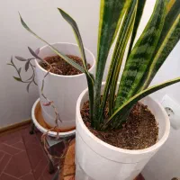 دو عدد گلدان
