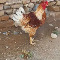 خروس محلی 6ماهه