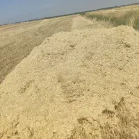 کاه گندم