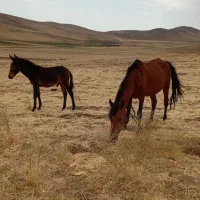 اسب قاتر